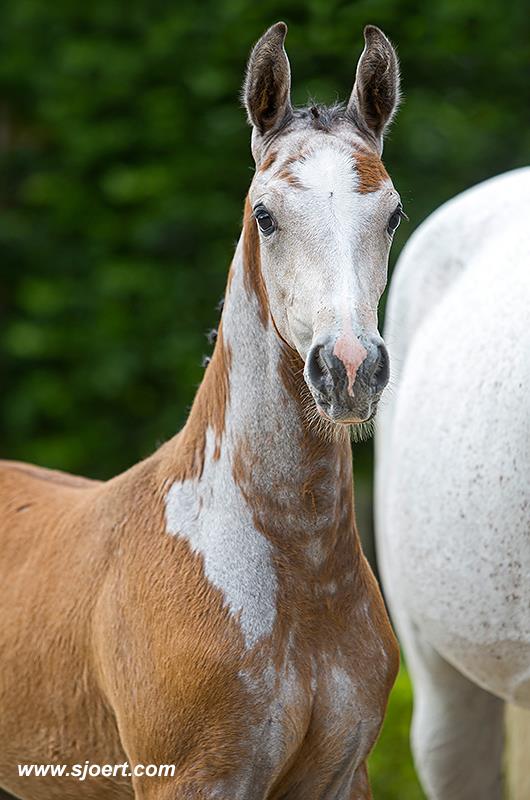 Casago x Sandro Boy foal